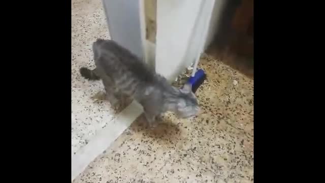 FUNNY CATS