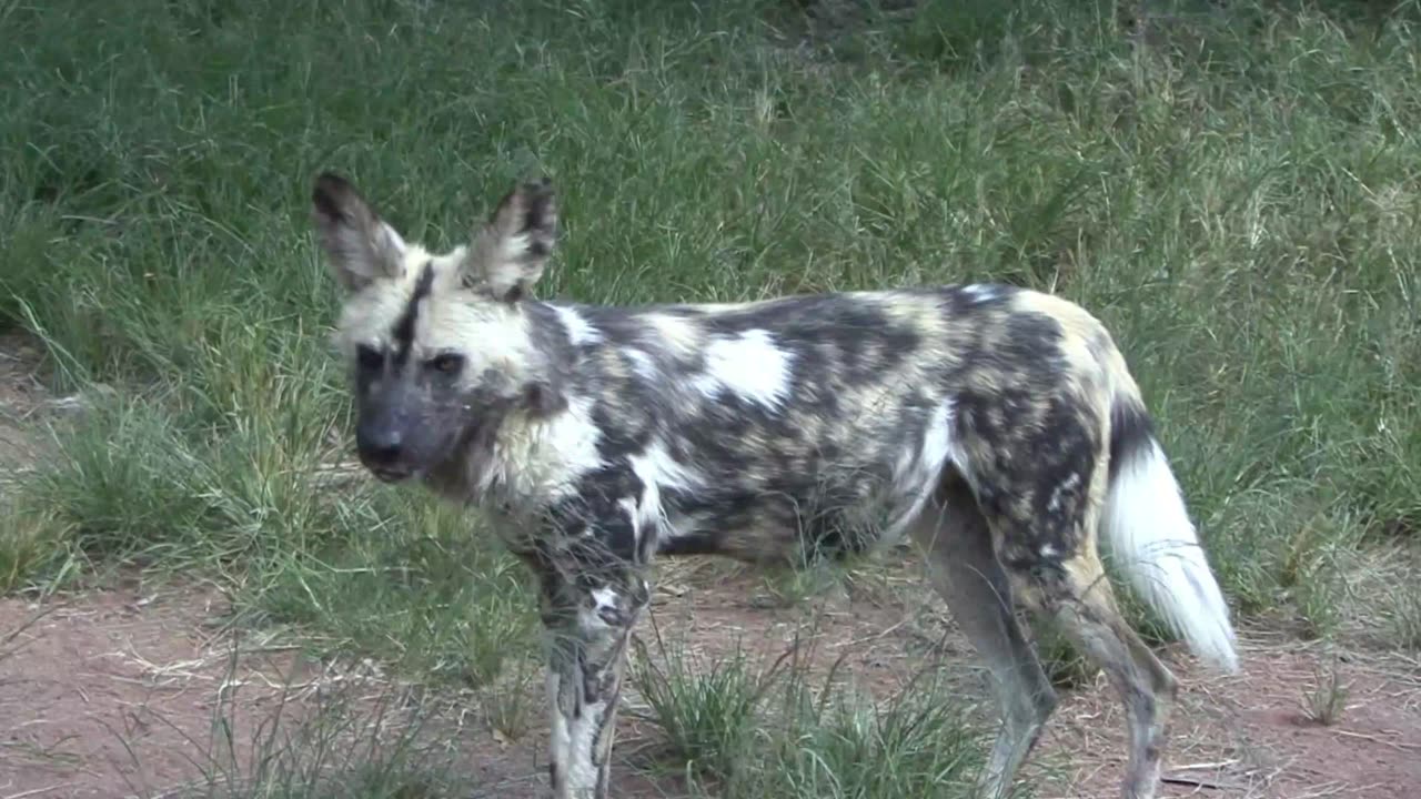 The Untold Symphony of African Wild Dogs