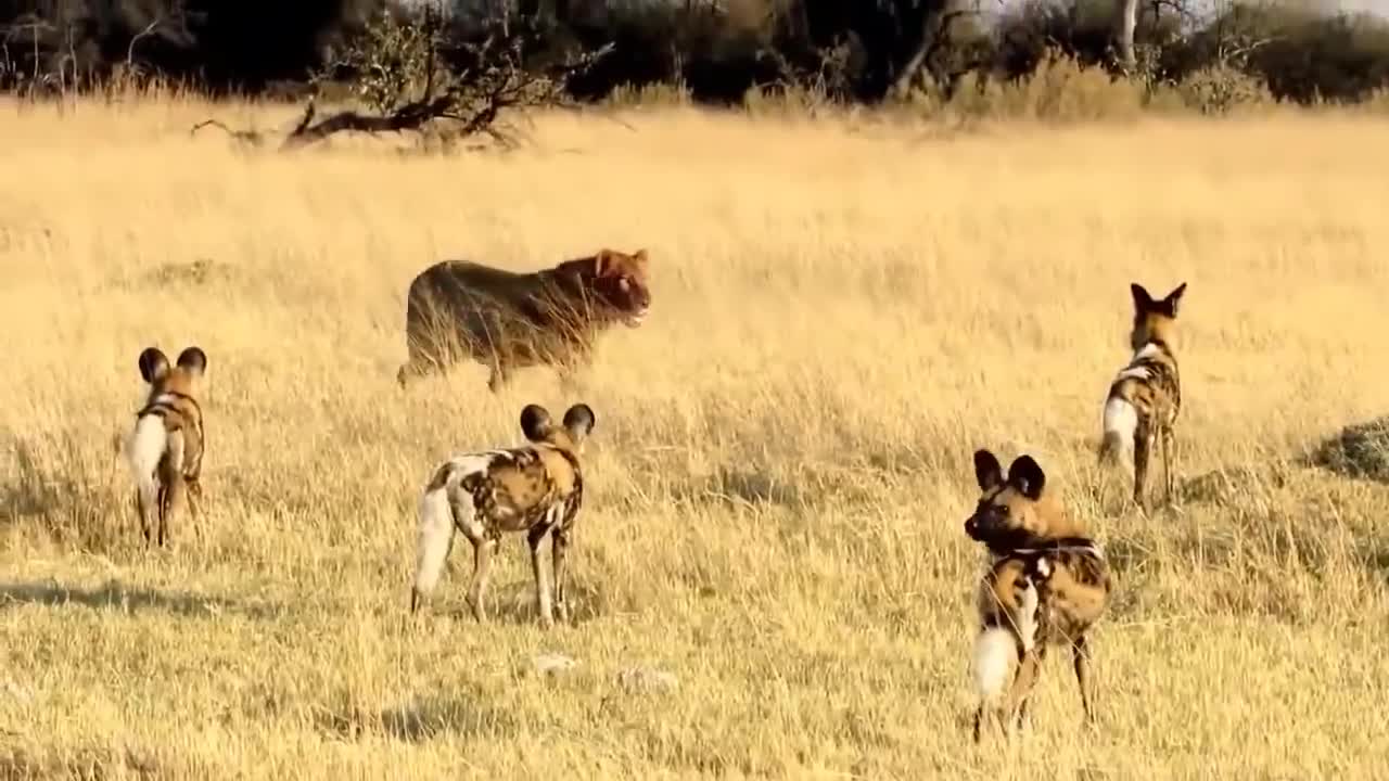 Angry Lion vs 10 Wild Dogs