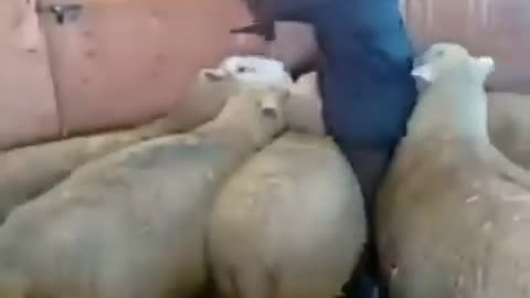 Look until the end 🤣🤣🐑🐑