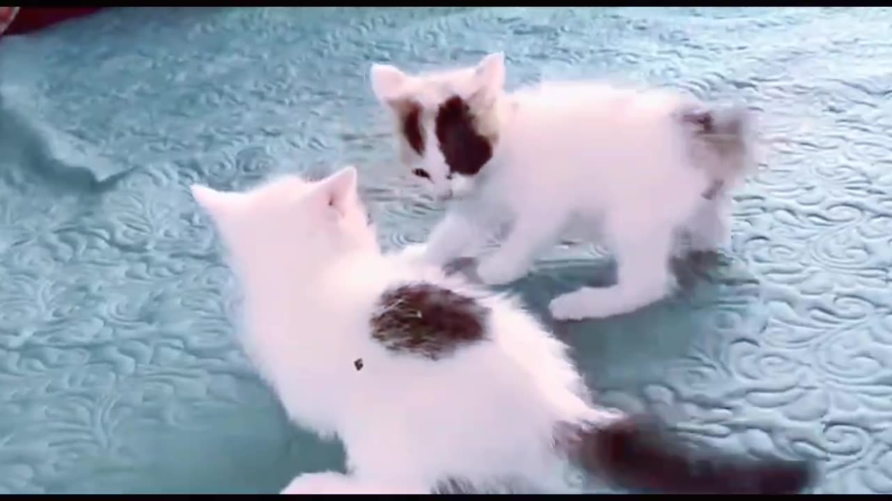 cute kittens- funny and cute cats videos compilation