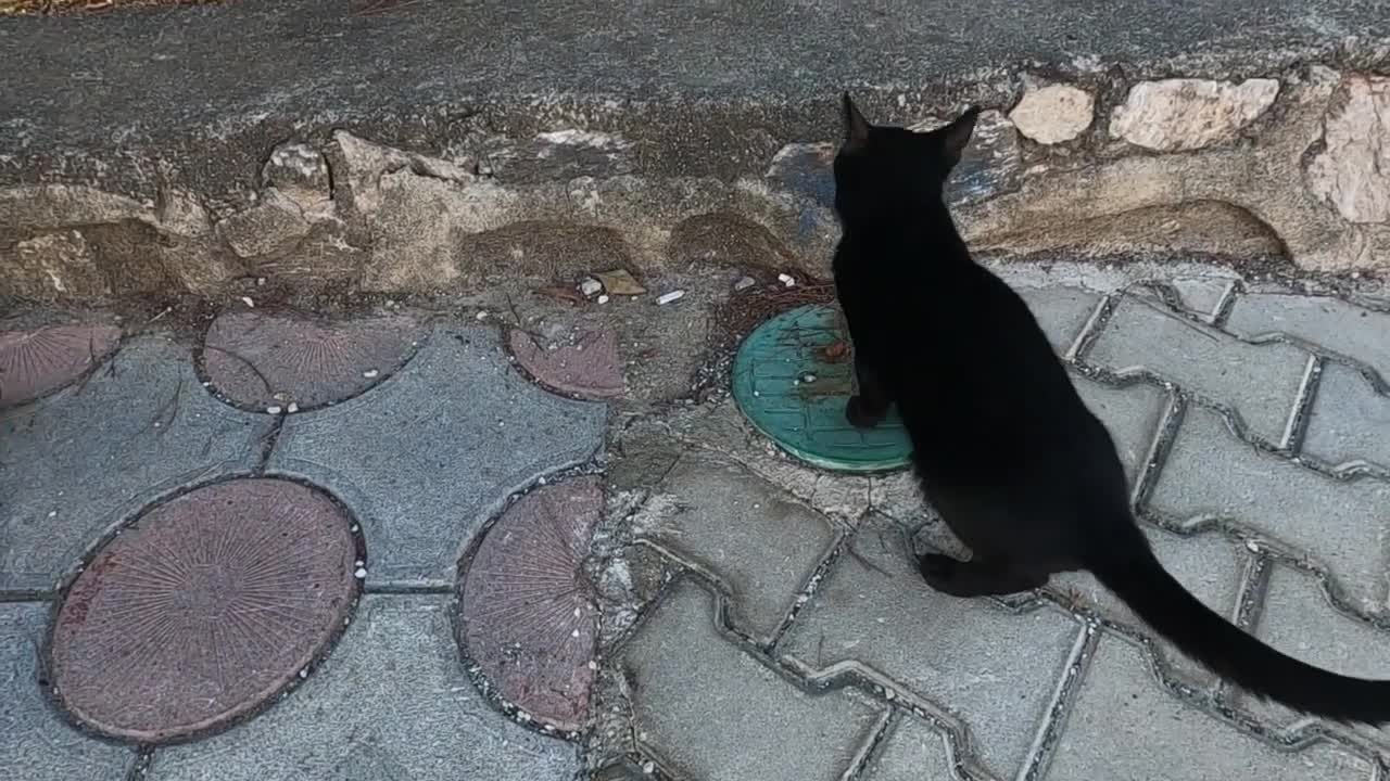 Long tailed black cat asks me for food by meowing and purring