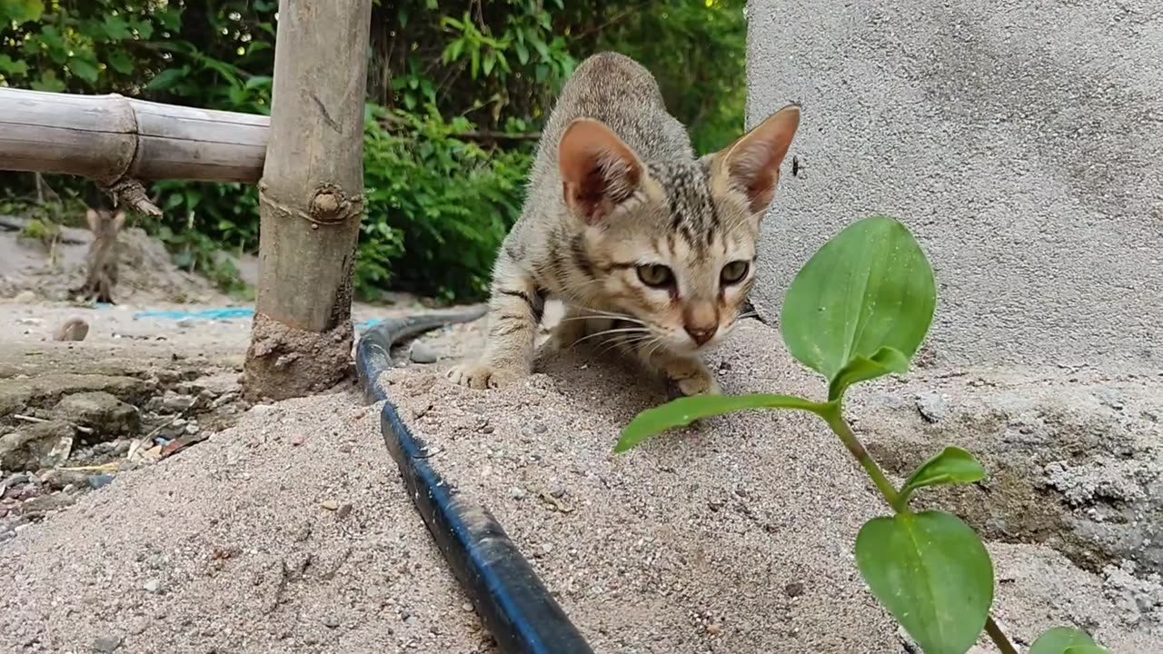 Cat and dog funny video