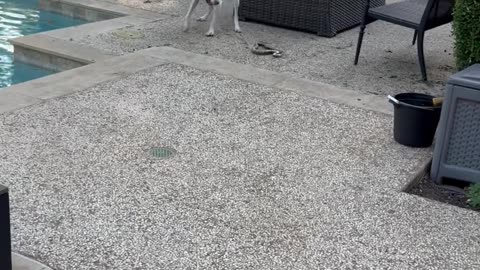 Dog Attacks Snake in Backyard