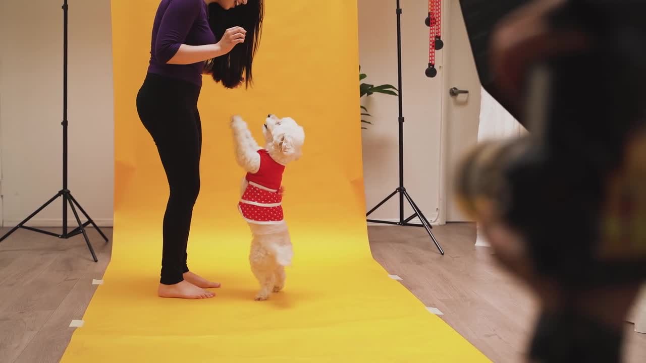 Cute puppy in a cinemagraphic mood.