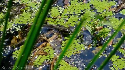 Animals of Amazon, Amazing