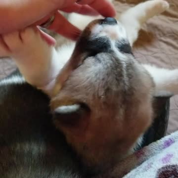 Precious 4 week old akita pup enjoying belly scratches