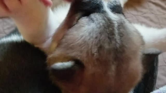 Precious 4 week old akita pup enjoying belly scratches