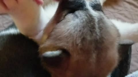 Precious 4 week old akita pup enjoying belly scratches