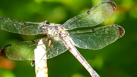 Libellula vibrans..Great Blue Skimmer Dragonfly