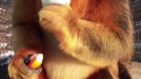 monkey eating fruits