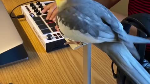 Extended dibbydoo beats #parrot #cute #pet #cockatiel #bird #rappingbird