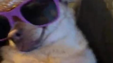 Try not to laugh ,Funny Dogs shorts ♥️😂😂