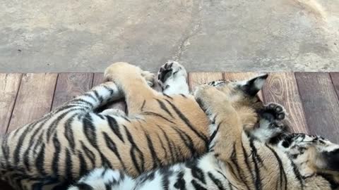 tigers