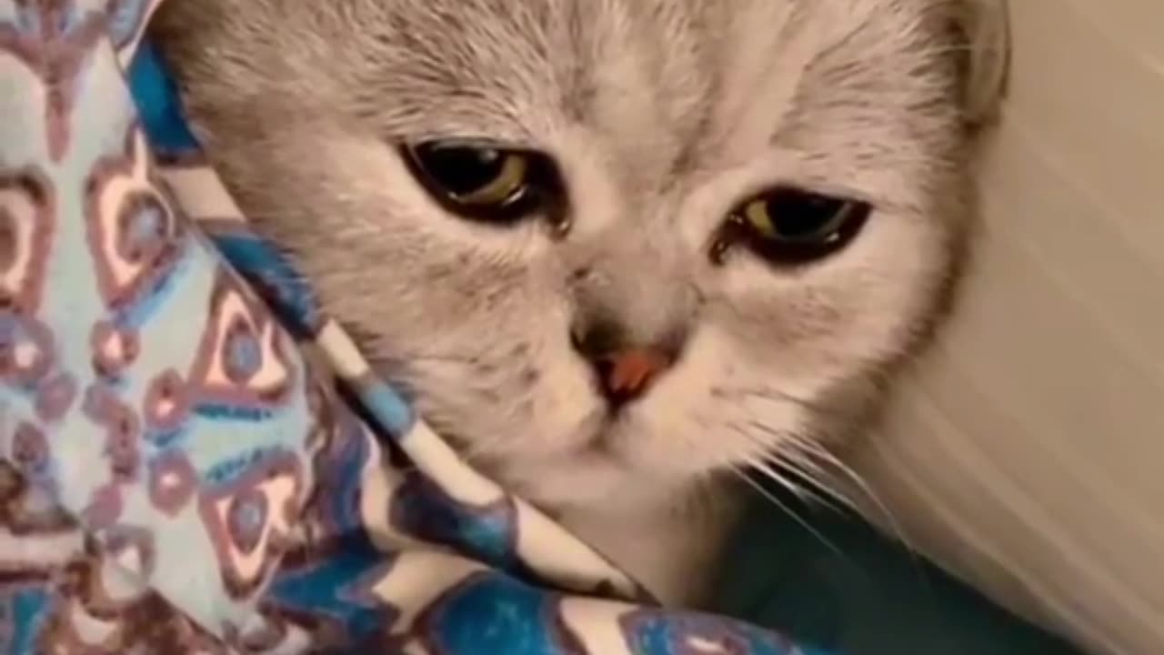 Sad cat| cat feeling jealous/ Must watch