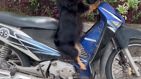 Cute Dog is Ready to Ride