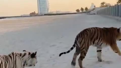 2 Tigers enjoy Dubai Beach 🏖️