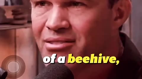 Bees, The Key Of C & PTSD