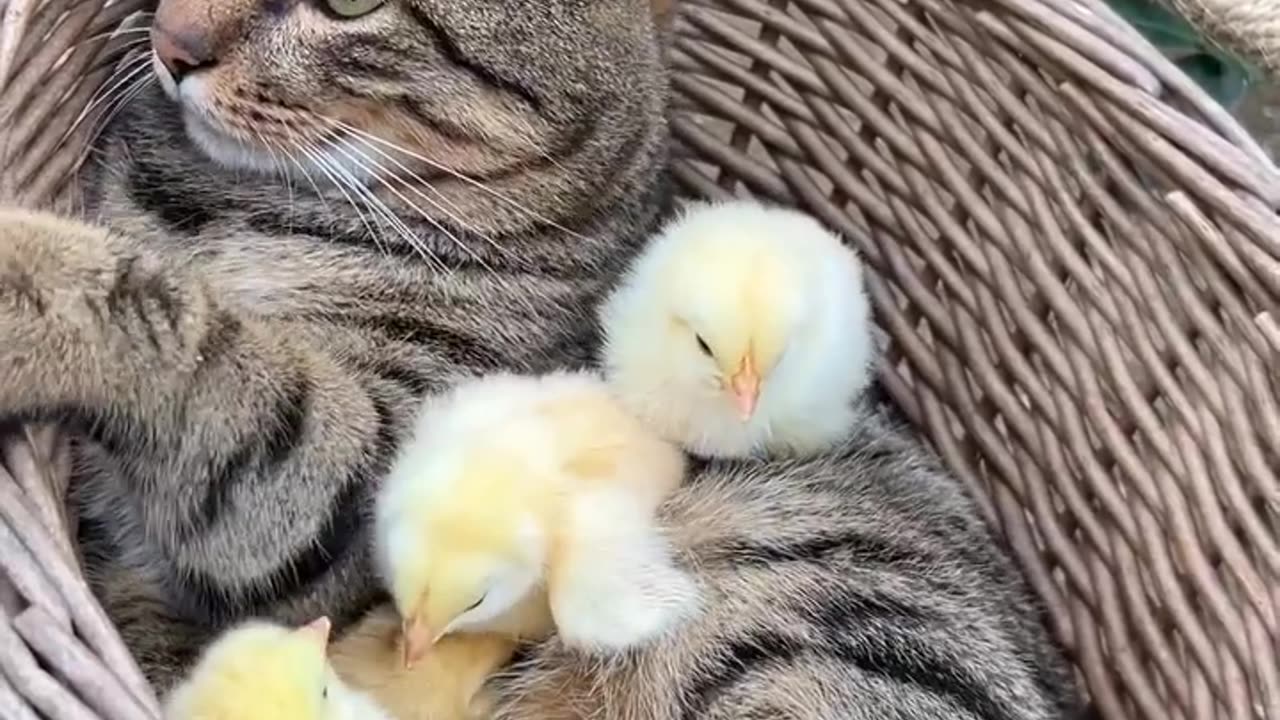 Chicks playing with cat