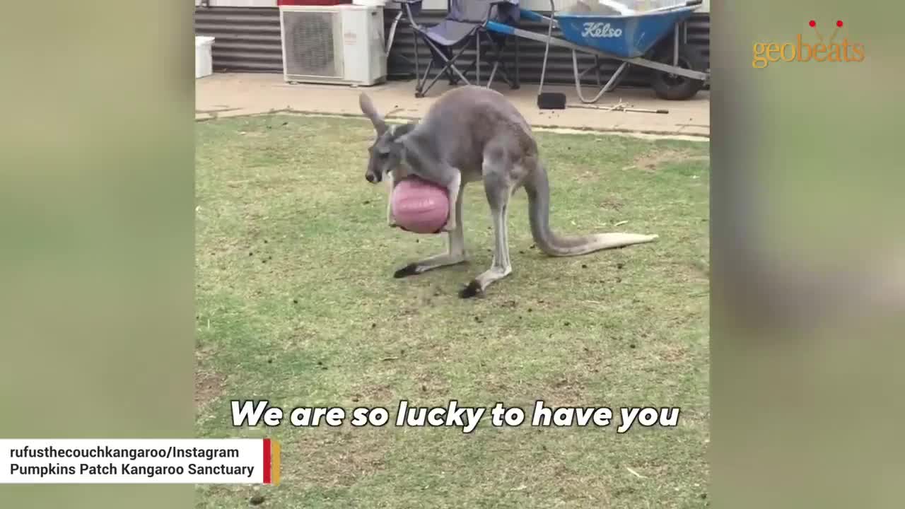 Rescue kanga-dog insists on daily couch cuddles with dad