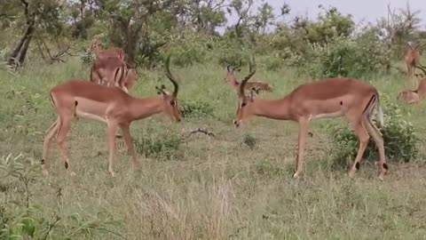 Impala Rams Fighting