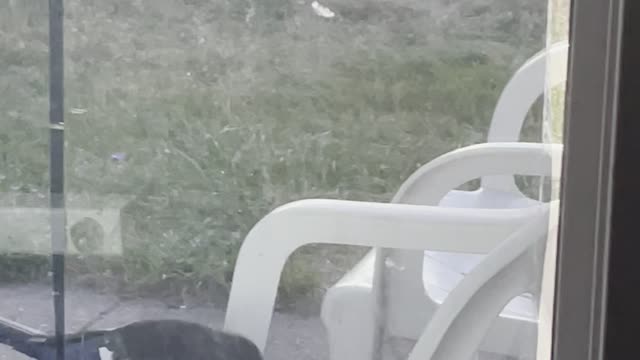 A magpie eats sausage