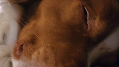 Super sleepy