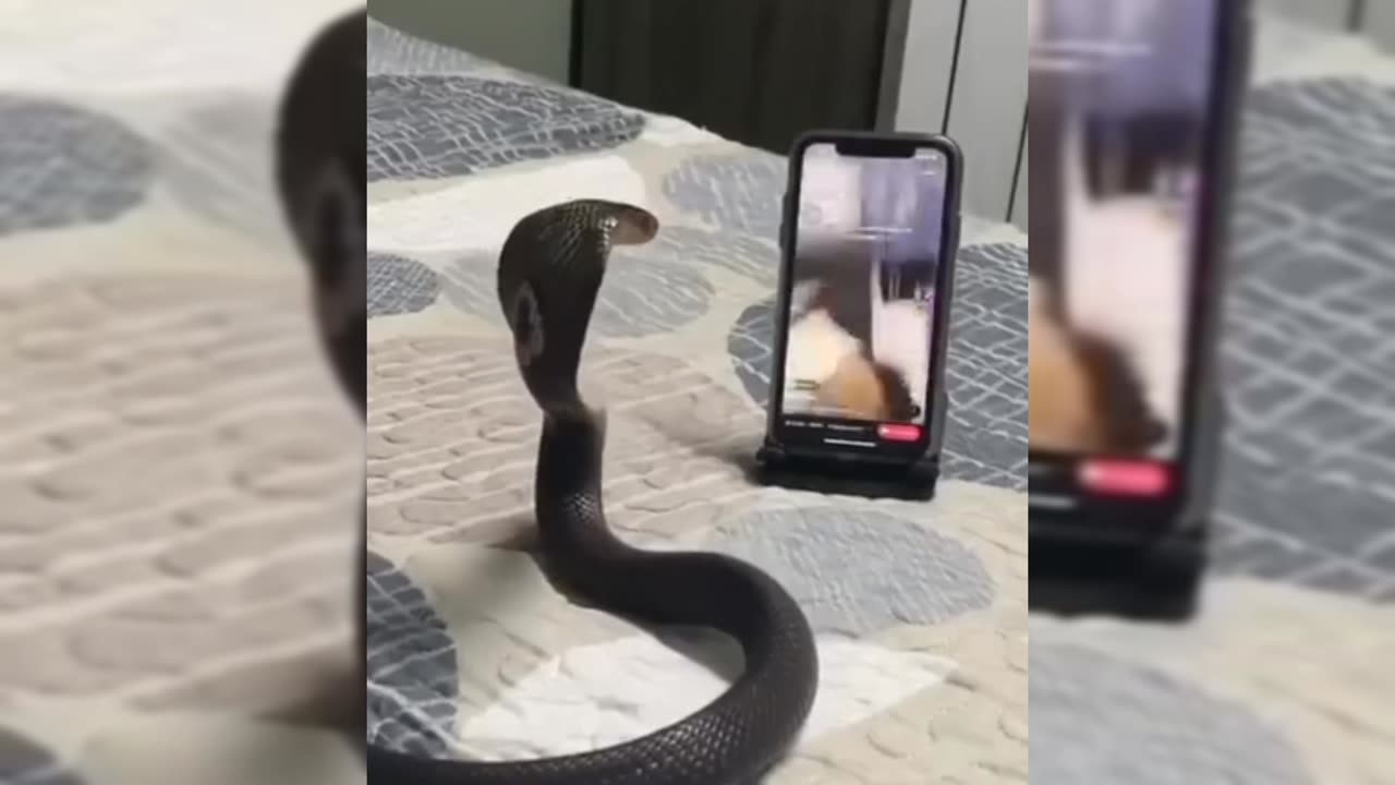 Snake vs Girl funny