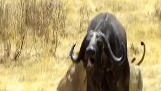 Amazing! 5 lions attack old buffalo