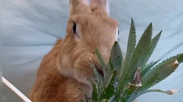 Have you ever seen a rabbit eating pineapple?