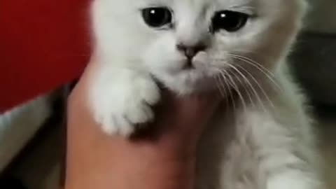 Sick little white cat