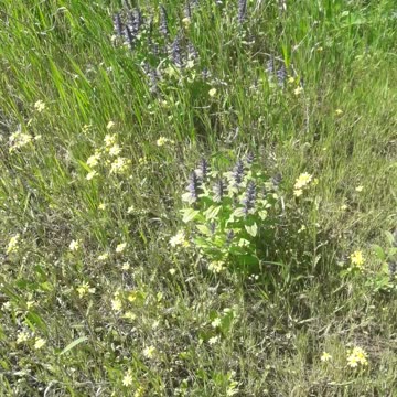 Wild flowers in spring