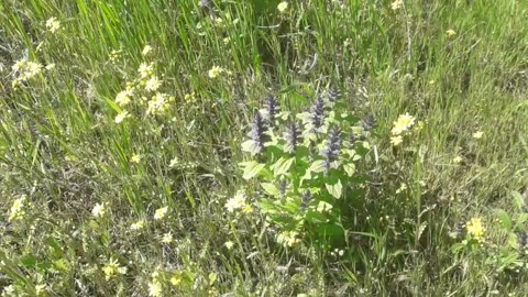 Wild flowers in spring