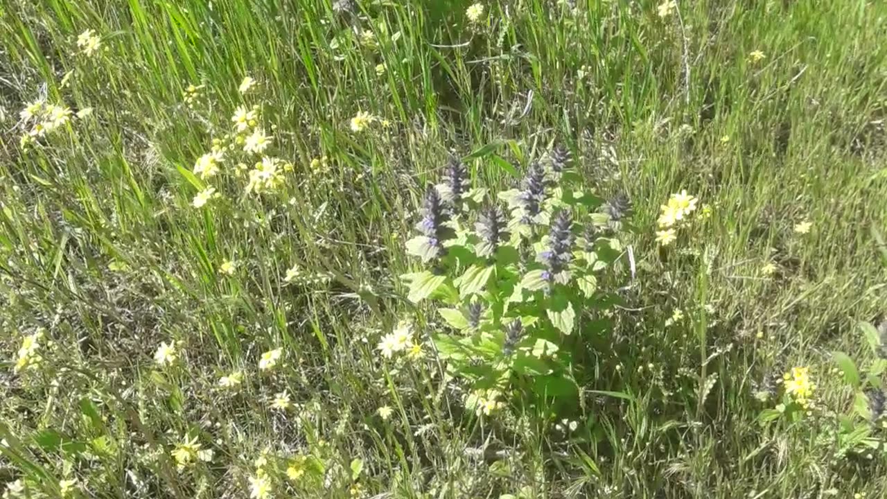 Wild flowers in spring