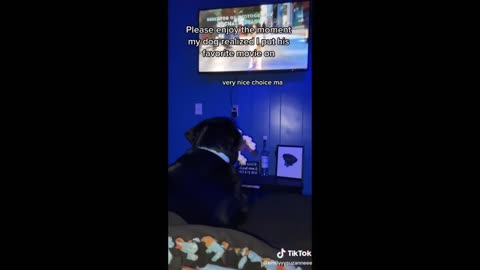 Funny Animal Videos That Are IMPOSSIBLE Not