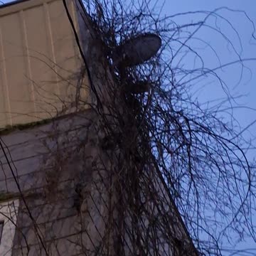 Strange bird sounds!!