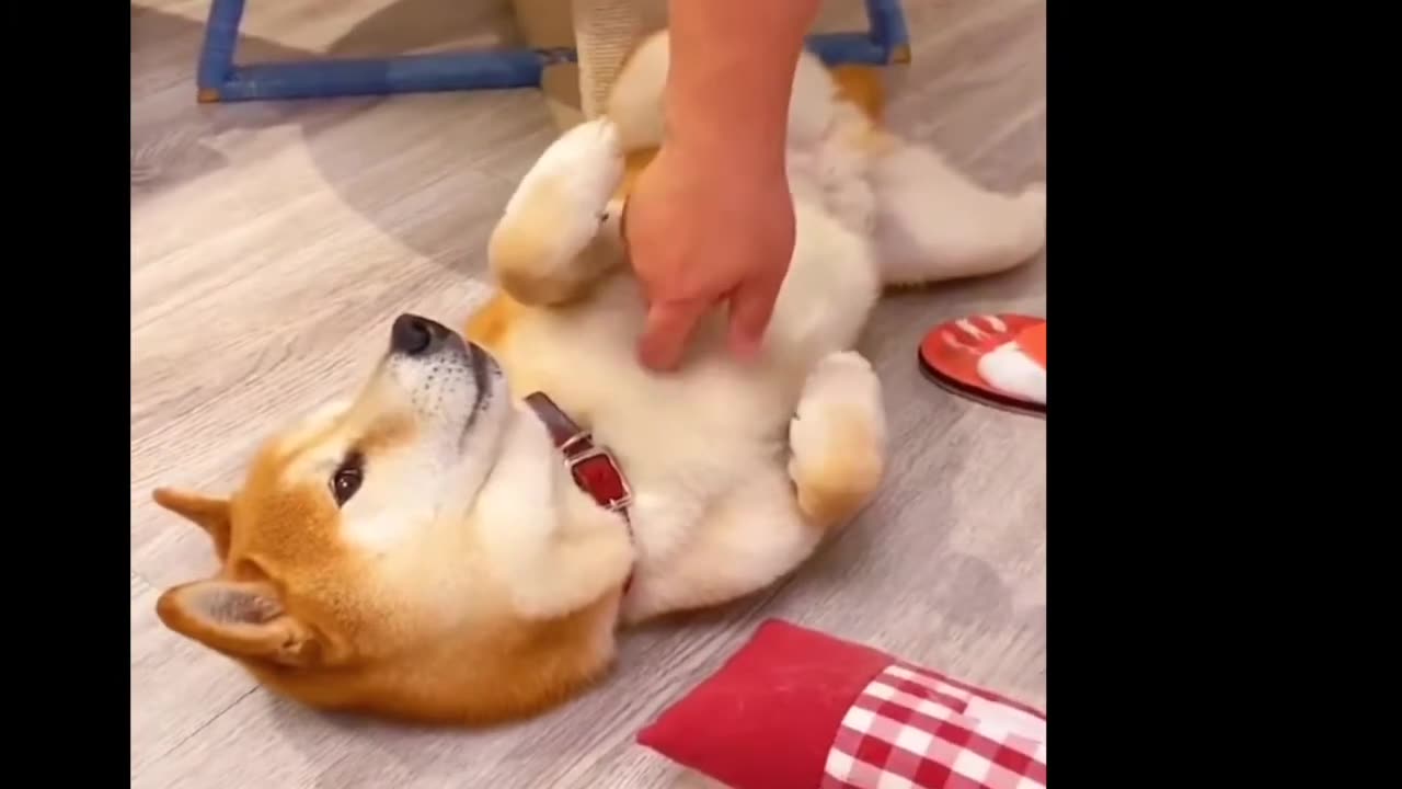 Funny Animal Videos 2022 😂 - Funniest Cats And Dogs Video