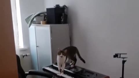 Funny cat video