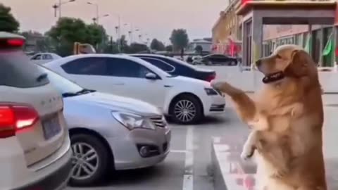 The best parking assistant award should go to this dog🙌🥇