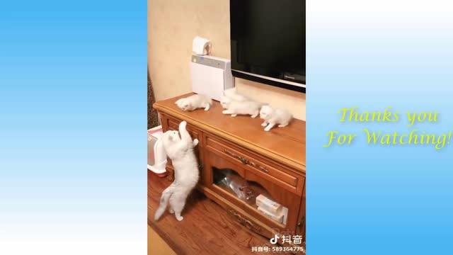 Cute Pets And Funny Animals Compilation #43