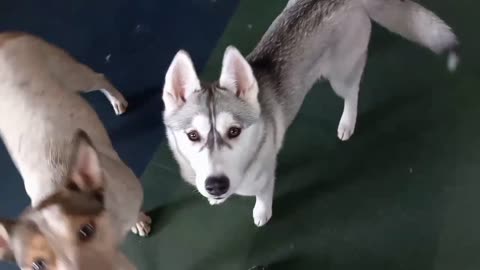 Having Fun at The Dog Club! Bring Your Fur Babies in to Play!
