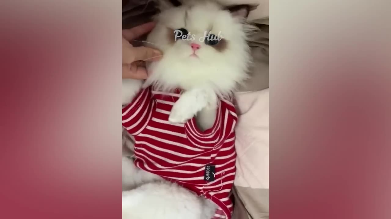 funny animal videos