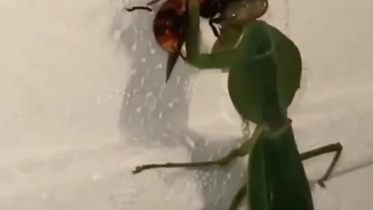 Savage Praying Mantis vs Hornet