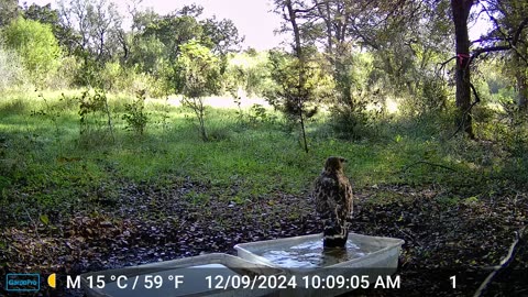 Hawk Bath