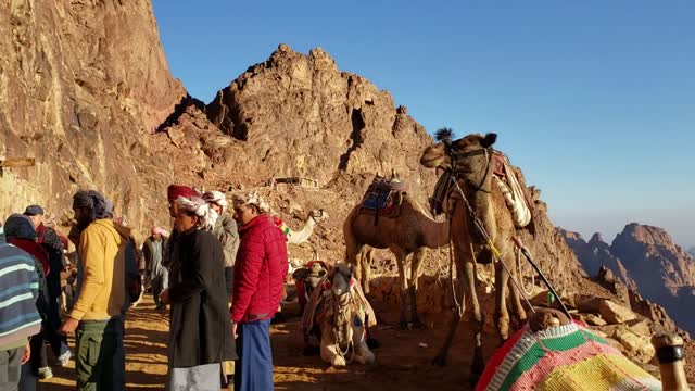 Camels resting