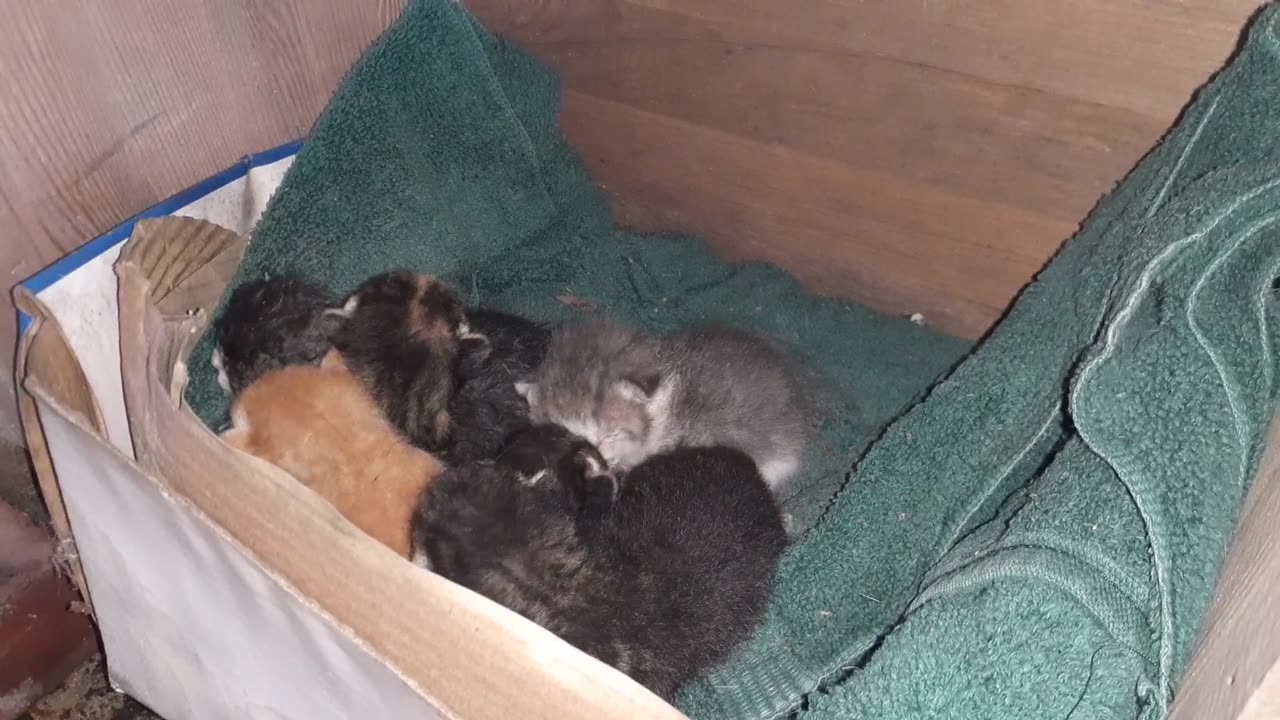 More kittens