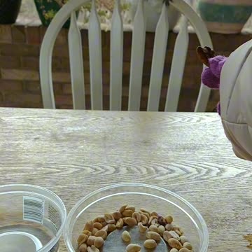 Wild squirrel that takes food from my hand. #motivation #squirrel #motivational