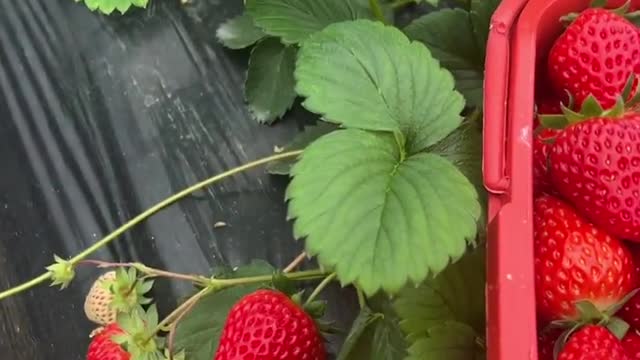 Red stroberi farming