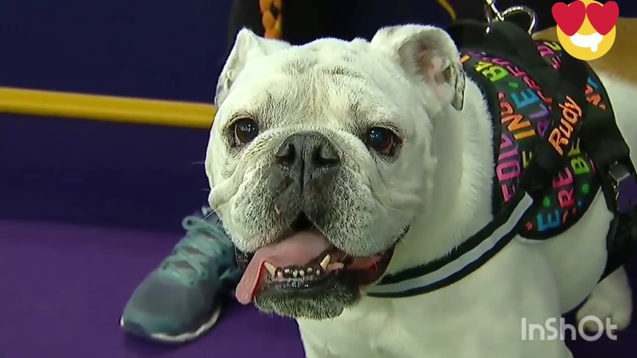 WATCH RUDY THE BULLDOG CRUSH THE 2019 WKC MASTER AGIKITY COURSE | Viral World 1