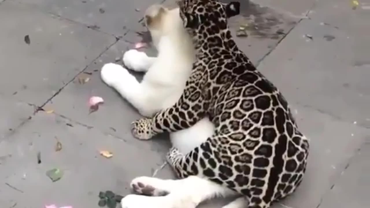 cuddly